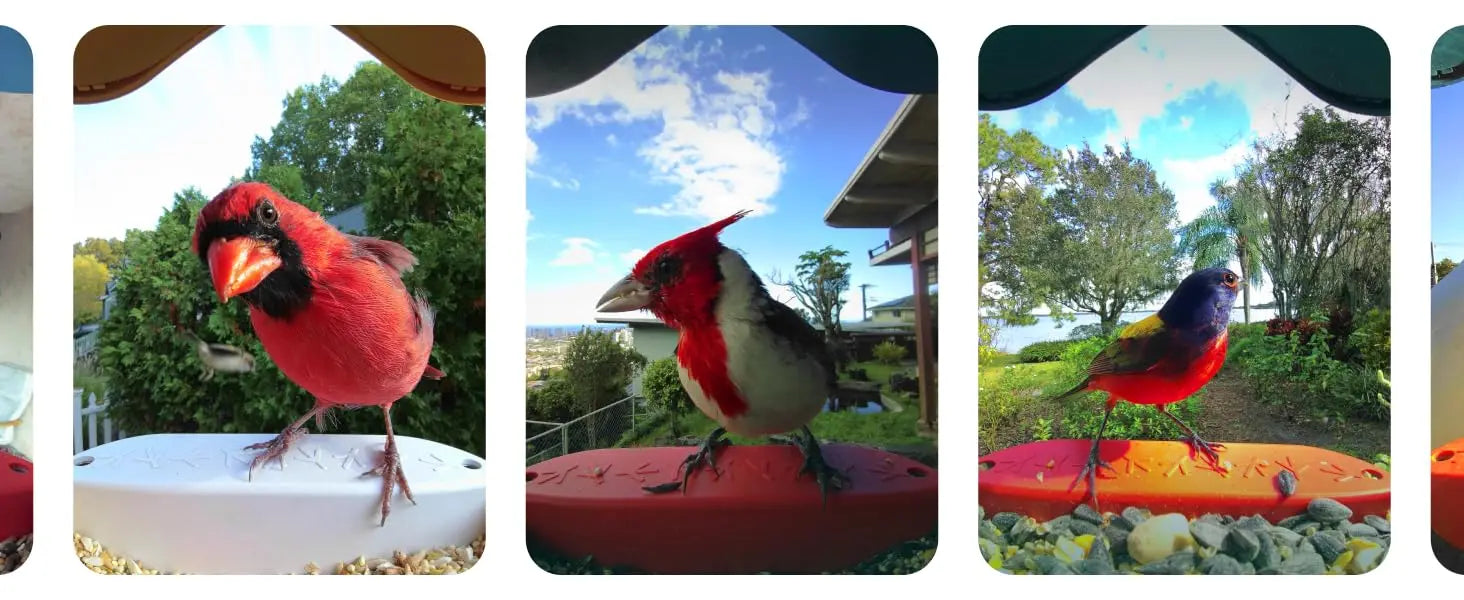 Original Smart Bird Feeder with Camera Solar Powered. High Resolution AI Camera for Beautiful Close-up Shots and a Unique
