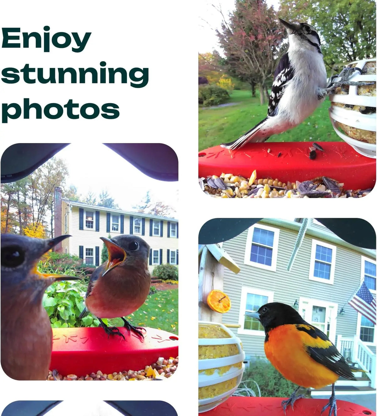 Original Smart Bird Feeder with Camera Solar Powered. High Resolution AI Camera for Beautiful Close-up Shots and a Unique
